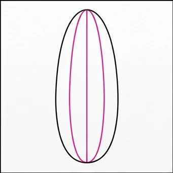 How to Draw Corn: Easy Step-by-Step Drawing Tutorial for Kids 3 How to Draw Corn Step 2