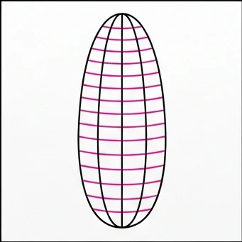 How to Draw Corn: Easy Step-by-Step Drawing Tutorial for Kids 4 How to Draw Corn Step 3